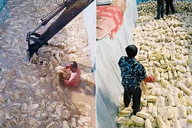 중국산 김치 포비아 - 온라인에서 확산한 중국 김치 공장 영상 캡처 사진. 배추는 구정물에 절여지고 있고, 녹슨 포클레인과 알몸의 인부가 배추를 휘젓고 있다(왼쪽 사진). 오른쪽 사진은 구덩이에서 무를 절이는 모습. /뉴시스