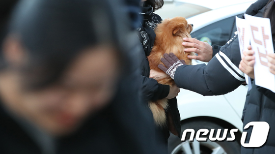 잘 보고 와야 해…” 수능 치르는 주인님 걱정스럽게 바라보며 응원하는 강아지들 | NTD Korea