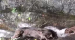 엄마따라 계곡 폭포에서 다이빙하는 멧돼지들