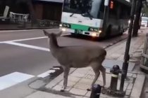 스쿨존 달려든식이들이 본받아야 할 사슴