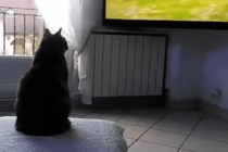tv 보다가 놀란 고양이