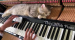 피아노 마사지 받는 고양이.mp4
