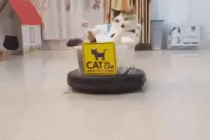 고양이가 타고 있어요