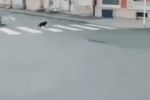 쥐 사냥하는 고양이