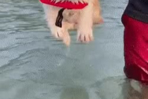수영 훈련하는 아기 댕댕이.gif