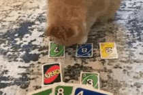 고양이와 카드게임 하기