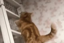 계단? 사다리?를 올라가는 고양이