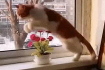 화분 점프해서 넘어가는 고양이