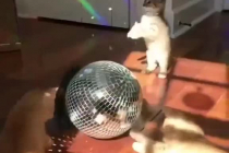 고양이 클럽 파티
