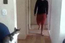 고양이 왓썹!