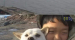 싱글벙글 강아지랑 같이 등교하는 초등학생