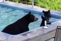수영장에서 놀다 가는 곰 가족