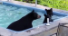 수영장에서 놀다 가는 곰 가족