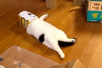 박스 쓰고 대자로 누워있는 고양이