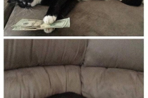고양이한테 돈을 맡긴 아빠.jpg