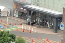 삿포로 시내 야생 곰 출현…4명 부상