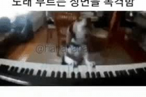 피아노치면서 노래 부르는 댕댕이.gif