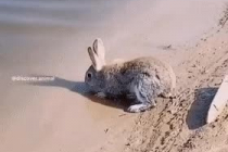 토끼가 수영을 할 수 있네요