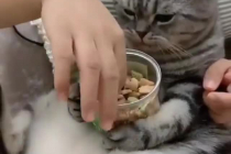 앉아서 간식먹는 고양이