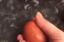 달걀부화 직관