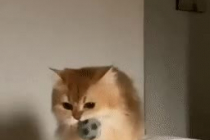 공가져오는 놀이하는 고양이