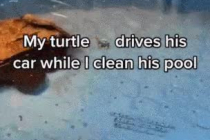 생애 최고 속도 즐기는 거북이