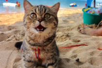 해변에 놀러간 고양이