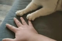 고양이 : 나도 할 수 있어~!