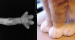 새끼 고양이의 앞발 뼈.jpg
