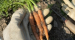 [쿠팡] 국산 국내산 잎파리 있는 미니 당근 250g 1kg, 촬영용 베이비 손가락 꼬마 작은 아기 캐롯 캐롯 데코 데코레이션 고급 야채 채소 11,200원