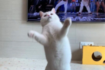 티비 보고 춤 따라하는 고양이
