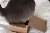 박스에 들어가고 싶은 고양이