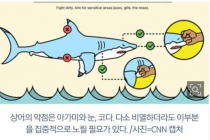 상어와 싸워 이길수 있는 방법을 알아보자