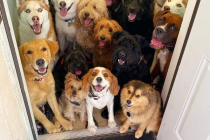 강아지 단체사진 개잘찍는 미국의 강아지 보육센터...jpg
