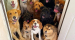 강아지 단체사진 개잘찍는 미국의 강아지 보육센터...jpg
