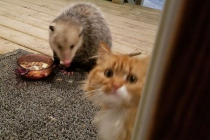 고양이가 쥐에게 밥을 뺏기고 억울해 하는