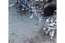 우크라이나 폭격속 강아지들의 반전