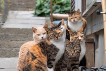 힐링되는 평화로운 섬마을 고양이들의 일상