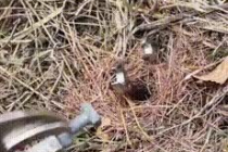 철새 어미가 새끼에게 먹이를 줍니다.