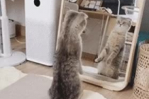 거울속 자신의 모습을 처음 본 고양이