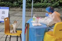 PCR 검사받는 길 고양이