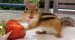 다람쥐 딸기 먹방