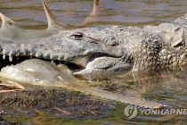 '악어한테 물리면 눈 찔러라'