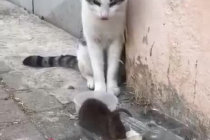 밥 먹는 쥐 구경하는 고양이