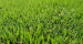 [쿠팡] 인조잔디 조경잔디17mm (2m*25m) 친환경 정원 옥상 테라스 조경인테리어, 1개 350,000원