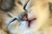 자면서 입 움직이는 고양이 - 귀여움 증가 주의!