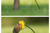 마음이 정화되는 꽃향기에 빠진 야생동물 사진