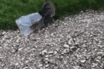비닐봉지 쓰고 어쩔줄 모르는 고양이