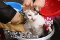 목욕도 잘하는 착한 고양이로 만드는 방법