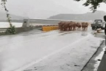 홍수를 피해서 도망가는 전남 구례 소들